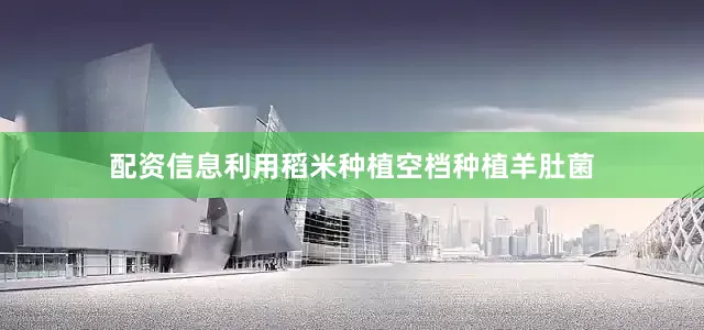 配资信息利用稻米种植空档种植羊肚菌